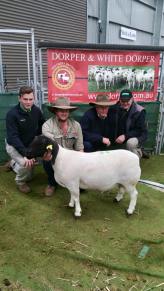 Bulmar Dorpers 130155, used in 2014 and top price ram at Bending. Sold for $5000 to Brendon Duncan 2015