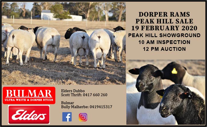 Dorpers Flyer 01