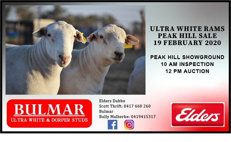 Ultra White Flyer 01